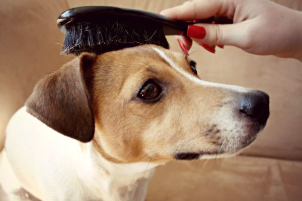 Top 10 Best Brush For Short Hair Dogs In 2020 Review Safety 360