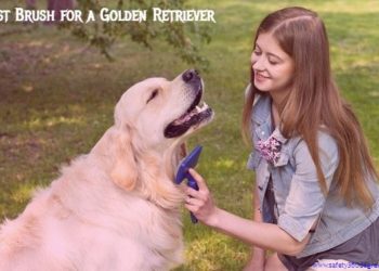 Best Brush For A Golden Retriever Safety 360 Degree Best Brush For A Golden Retriever
